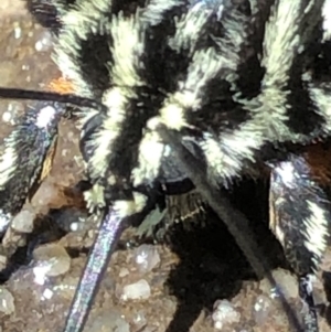 Phalaenoides glycinae at Monash, ACT - 20 Oct 2019