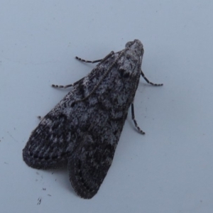 Heteromicta pachytera at Fyshwick, ACT - 20 Oct 2019