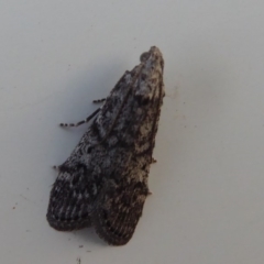 Heteromicta pachytera at Fyshwick, ACT - 20 Oct 2019