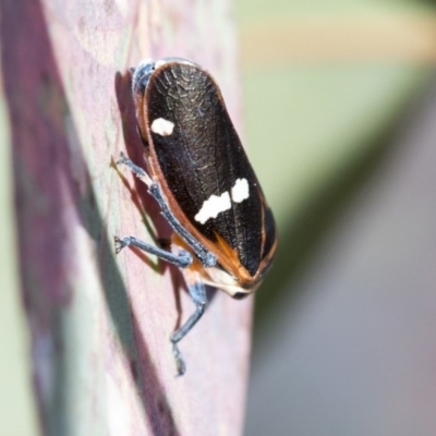 Eurymela fenestrata (Gum tree leafhopper) at Hawker, ACT - 20 Oct 2019 by AlisonMilton