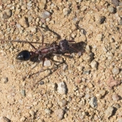 Myrmecia sp. (genus) (Bull ant or Jack Jumper) at Dunlop, ACT - 19 Oct 2019 by AlisonMilton