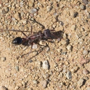 Myrmecia sp. (genus) at Dunlop, ACT - 20 Oct 2019 09:11 AM