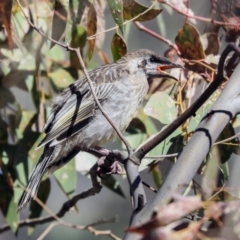 Anthochaera carunculata (Red Wattlebird) at Hawker, ACT - 19 Oct 2019 by AlisonMilton