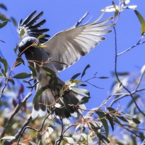 Coracina novaehollandiae at Dunlop, ACT - 20 Oct 2019 12:02 PM