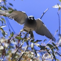 Coracina novaehollandiae at Dunlop, ACT - 20 Oct 2019 12:02 PM