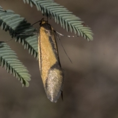 Philobota undescribed species near arabella (A concealer moth) at Weetangera, ACT - 30 Sep 2019 by AlisonMilton