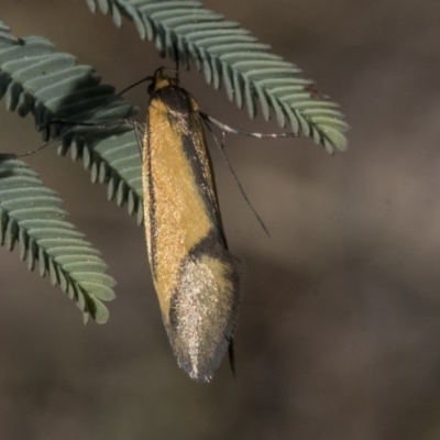 Philobota undescribed species near arabella (A concealer moth) at The Pinnacle - 30 Sep 2019 by AlisonMilton