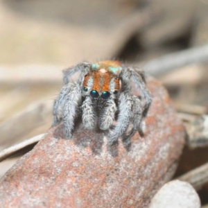 Maratus calcitrans at Collector, NSW - suppressed