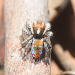 Maratus calcitrans at Collector, NSW - suppressed