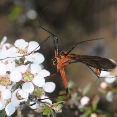 Harpobittacus australis (Hangingfly) at Gundaroo, NSW - 19 Oct 2019 by Harrisi