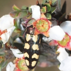 Castiarina decemmaculata (Ten-spot Jewel Beetle) at Gundaroo, NSW - 19 Oct 2019 by Harrisi