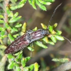 Paracrepidomenus filiformis (Click beetle) at Wombeyan Caves, NSW - 20 Oct 2019 by Harrisi