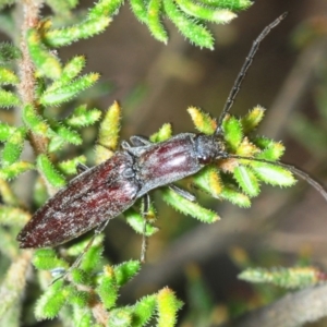 Paracrepidomenus filiformis at Wombeyan Caves, NSW - 20 Oct 2019 02:51 PM