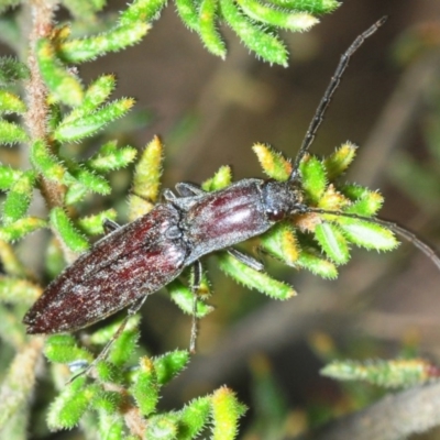 Paracrepidomenus filiformis (Click beetle) at Mares Forest National Park - 20 Oct 2019 by Harrisi
