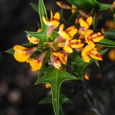 Podolobium ilicifolium (prickly shaggy-pea) at Bannaby, NSW - 20 Oct 2019 by Harrisi