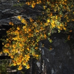 Podolobium ilicifolium at Bannaby, NSW - 20 Oct 2019