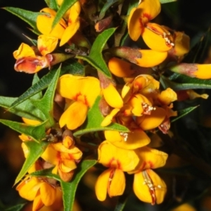Podolobium ilicifolium at Bannaby, NSW - 20 Oct 2019