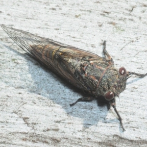 Atrapsalta furcilla at Wombeyan Caves, NSW - 20 Oct 2019