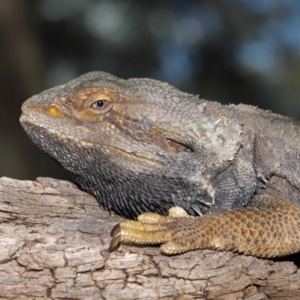 Pogona barbata at Acton, ACT - 18 Oct 2019