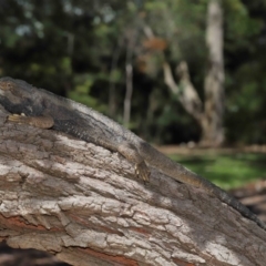 Pogona barbata at Acton, ACT - 18 Oct 2019