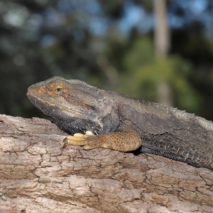 Pogona barbata at Acton, ACT - 18 Oct 2019