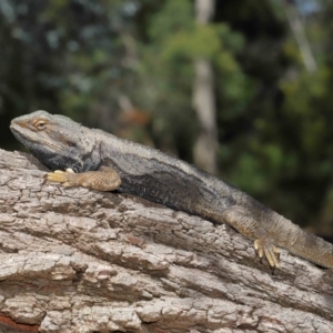 Pogona barbata at Acton, ACT - 18 Oct 2019