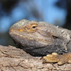 Pogona barbata at Acton, ACT - 18 Oct 2019