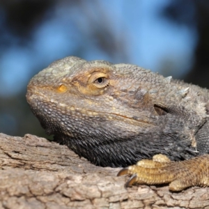 Pogona barbata at Acton, ACT - suppressed