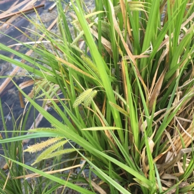 Carex fascicularis (Tassel Sedge) at Hackett, ACT - 20 Oct 2019 by JaneR