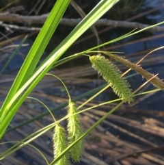 Carex fascicularis at Hackett, ACT - 20 Oct 2019 03:43 PM