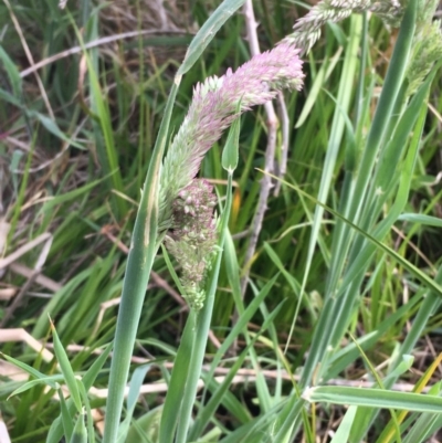 Holcus lanatus (Yorkshire Fog) at Lake Burley Griffin West - 20 Oct 2019 by JaneR