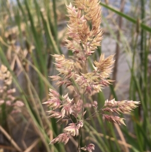 Holcus lanatus at Hackett, ACT - 20 Oct 2019