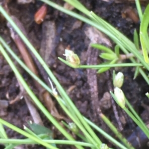 Isolepis cernua at Hackett, ACT - 20 Oct 2019 03:47 PM