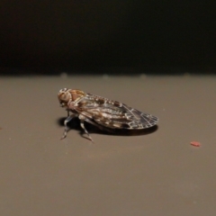 Plectoderini (tribe) (Planthopper) at Acton, ACT - 18 Oct 2019 by TimL