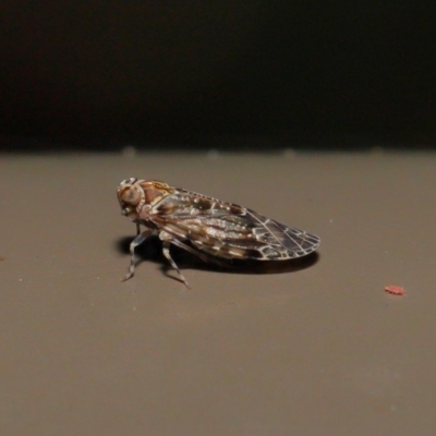 Achilidae sp. (family) (Achilid planthopper) at Acton, ACT - 18 Oct 2019 by TimL