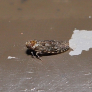 Achilidae sp. (family) at Acton, ACT - 18 Oct 2019