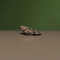 Achilidae sp. (family) at Acton, ACT - 18 Oct 2019