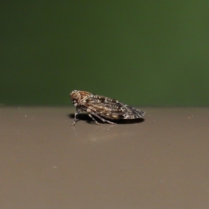 Achilidae sp. (family) at Acton, ACT - 18 Oct 2019