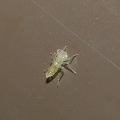 Cicadellidae (family) (Unidentified leafhopper) at Acton, ACT - 18 Oct 2019 by TimL