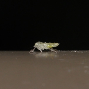 Cicadellidae (family) at Acton, ACT - 18 Oct 2019