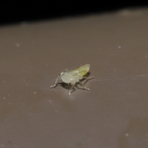 Cicadellidae (family) at Acton, ACT - 18 Oct 2019