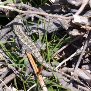 Amphibolurus muricatus at Black Range, NSW - 20 Oct 2019