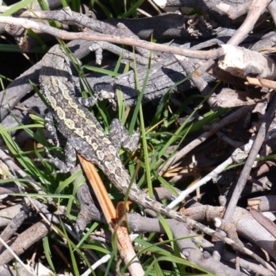 Amphibolurus muricatus (Jacky Lizard) at Black Range, NSW - 20 Oct 2019 by MatthewHiggins