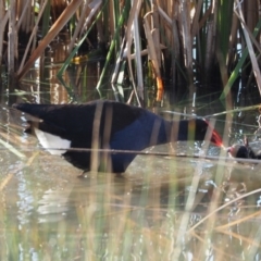 Porphyrio melanotus (Australasian Swamphen) at Belconnen, ACT - 21 Oct 2019 by wombey