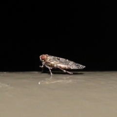 Plectoderini (tribe) (Planthopper) at Acton, ACT - 18 Oct 2019 by TimL