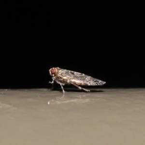 Achilidae sp. (family) at Acton, ACT - 18 Oct 2019 01:50 PM