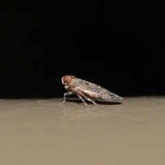 Achilidae sp. (family) at Acton, ACT - 18 Oct 2019 01:50 PM