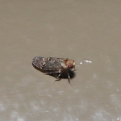 Achilidae sp. (family) at Acton, ACT - 18 Oct 2019 01:50 PM