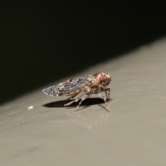 Achilidae sp. (family) at Acton, ACT - 18 Oct 2019 01:50 PM