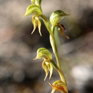 Oligochaetochilus aciculiformis at Tennent, ACT - 12 Oct 2019